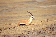 Picture 'KT1_33_07 Gazelle, Thomsons Gazelle, Tanzania, Ngorongoro'